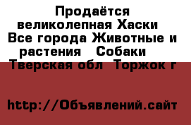 Продаётся великолепная Хаски - Все города Животные и растения » Собаки   . Тверская обл.,Торжок г.